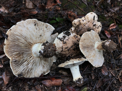 Tricholoma manzanitae
