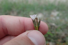Ipomoea × leucantha