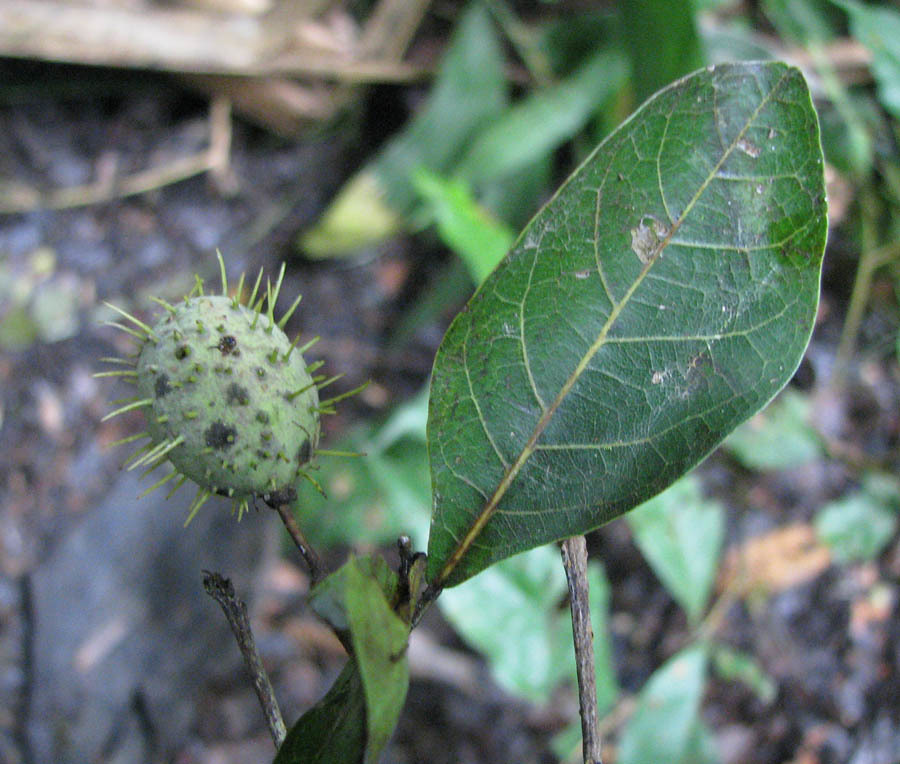 Sloanea obtusifolia