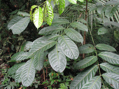 Swietenia macrophylla