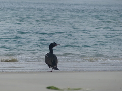 Leucocarbo chalconotus