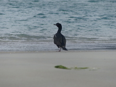 Leucocarbo chalconotus