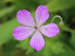 Geranium yesoense nipponicum