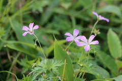 Geranium yesoense nipponicum