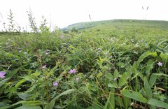 Geranium yesoense nipponicum