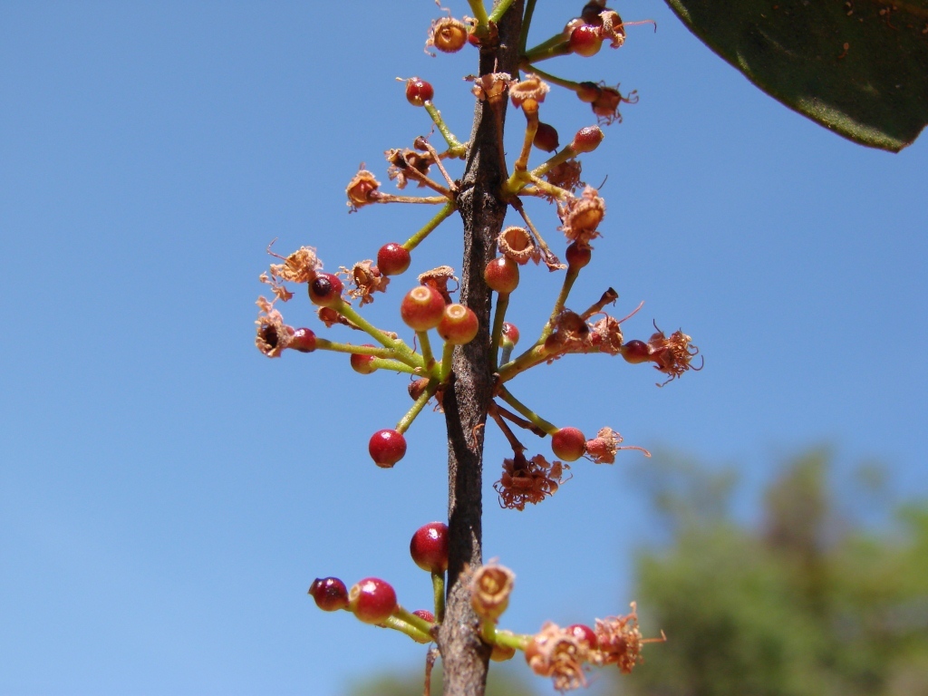Siphoneugena