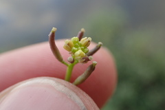 Rorippa teres