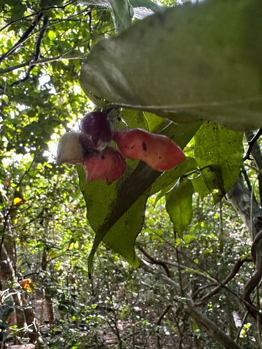 Fingersop (Meiogyne cylindrocarpa)