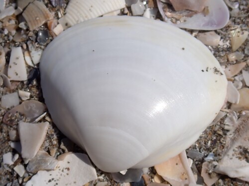 White Trough Shell