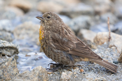 Red-Fronted Rosefinch photo 4