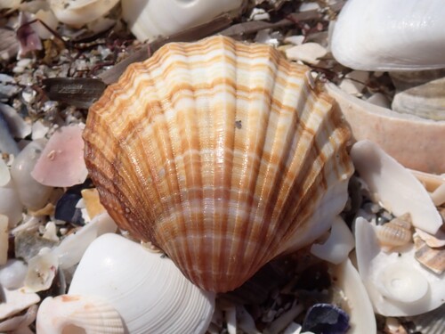 poorly-ribbed cockle