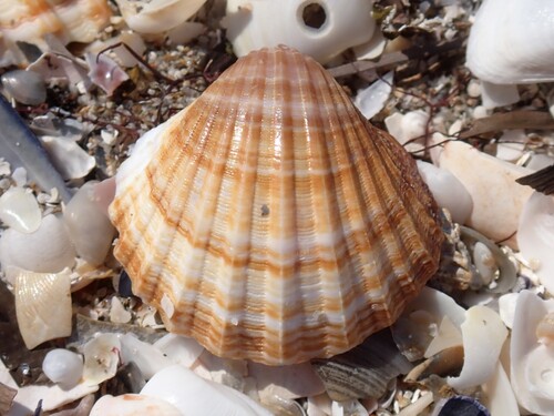 poorly-ribbed cockle