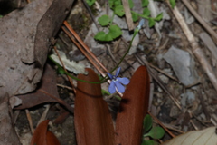 Lobelia quadrangularis, photograph (c) Greg Tasney, some rights reserved (CC BY-SA)