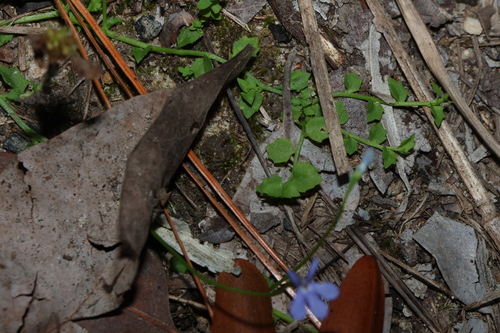 Lobelia quadrangularis, photograph 5