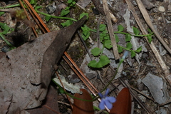 Lobelia quadrangularis, photograph (c) Greg Tasney, some rights reserved (CC BY-SA)