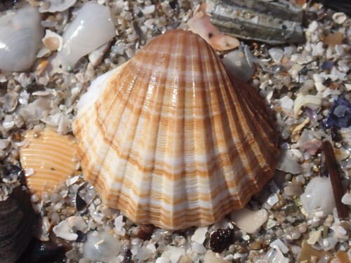 poorly-ribbed cockle