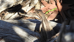 Amphibolurinae