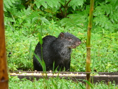 Dasyprocta fuliginosa