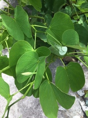 Bauhinia monandra