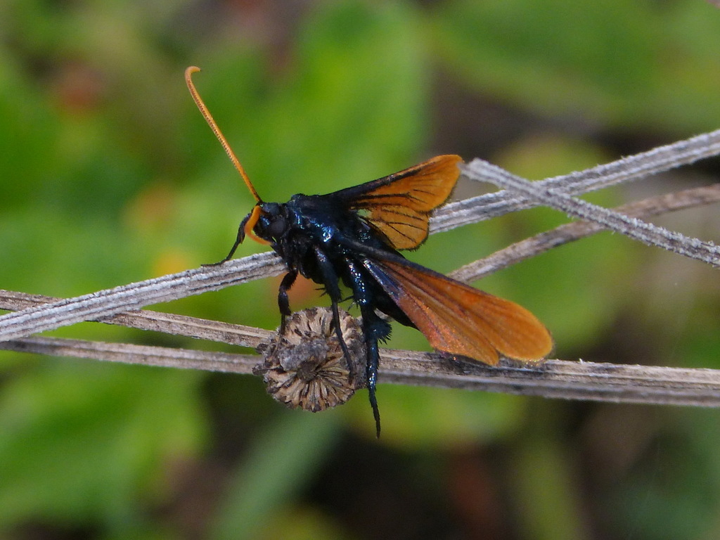 Alcathoe autumnalis