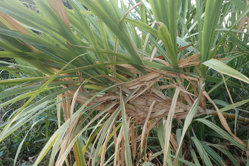 Saccharum officinarum