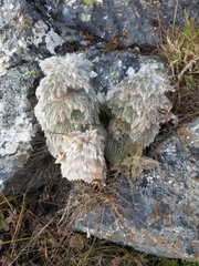 Eriophyton wallichii