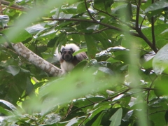 Saguinus oedipus