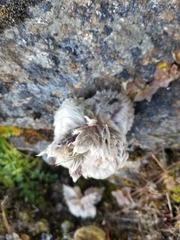 Eriophyton wallichii