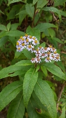 Aster albescens