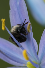 Andrena nigrocaerulea