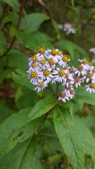 Aster albescens