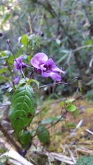 Impatiens cymbifera