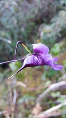 Impatiens cymbifera