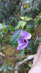 Impatiens cymbifera