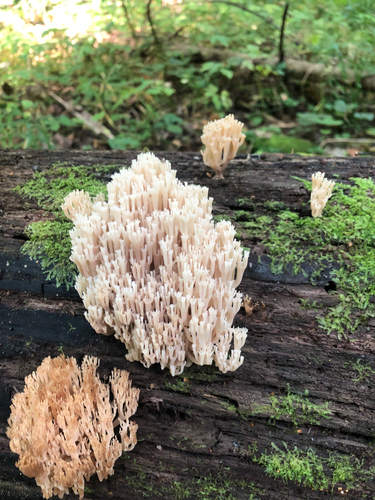 crown-tipped coral fungus