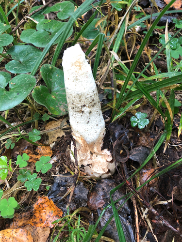 common stinkhorn