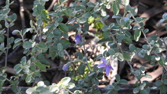 Solanum elachophyllum