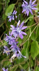 Melanoseris macrorhiza