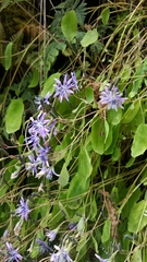 Melanoseris macrorhiza