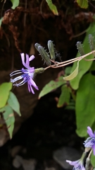 Melanoseris macrorhiza