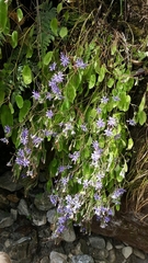 Melanoseris macrorhiza