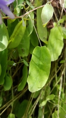 Melanoseris macrorhiza