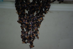 Apis dorsata