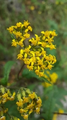 Senecio royleanus