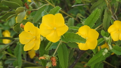 Melhania oblongifolia
