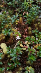 Gaultheria trichophylla