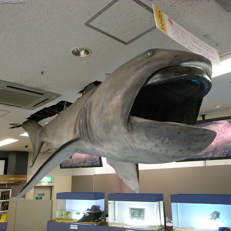 Megamouth Shark