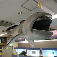 Megamouth Shark photo 2