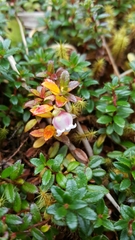 Gaultheria trichophylla