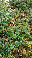 Gaultheria trichophylla